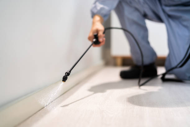 Professional exterminator conducting IPM assessment in Valencia