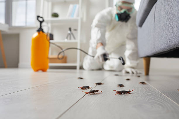 Commercial Rodent Management in Valencia